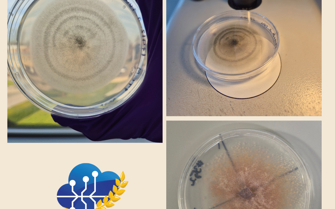 Inside MYMATCH WP6: advancing climate-resilient food safety