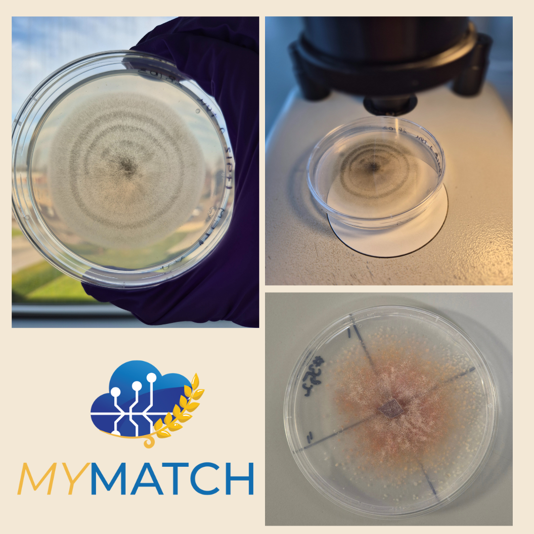 Inside MYMATCH WP6: advancing climate-resilient food safety