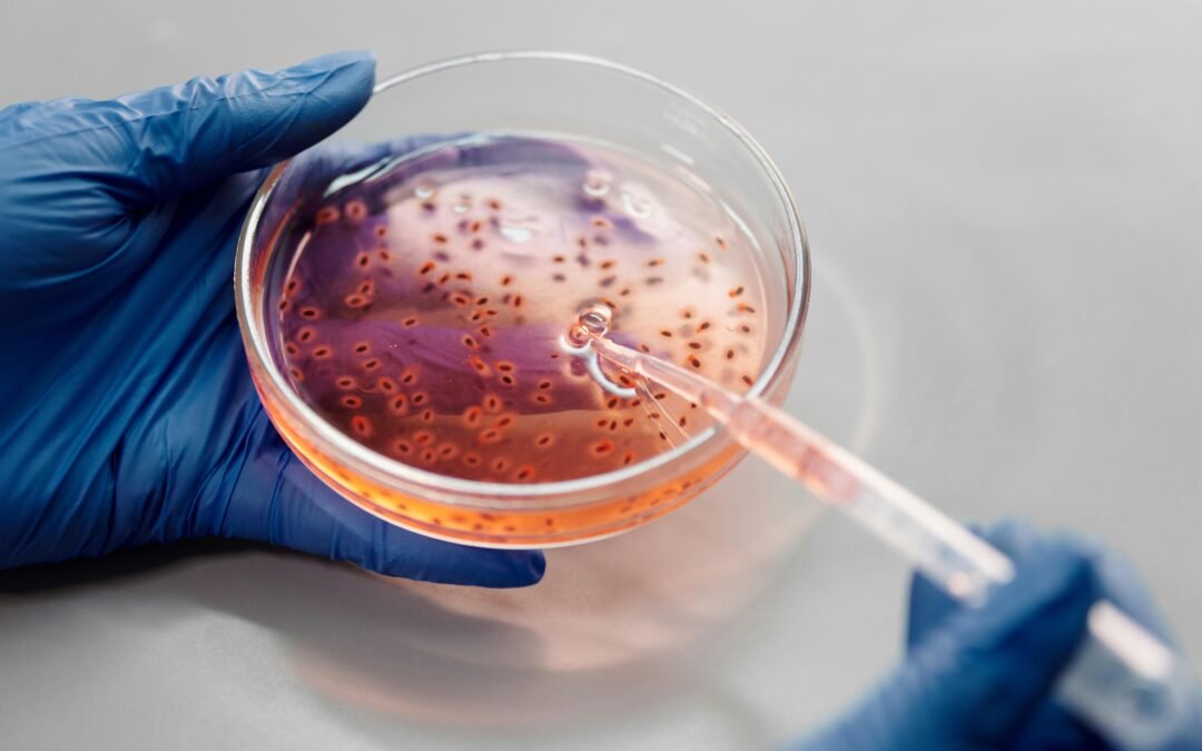 A new view on the global diversity of the toxin-producing Aspergillus flavus