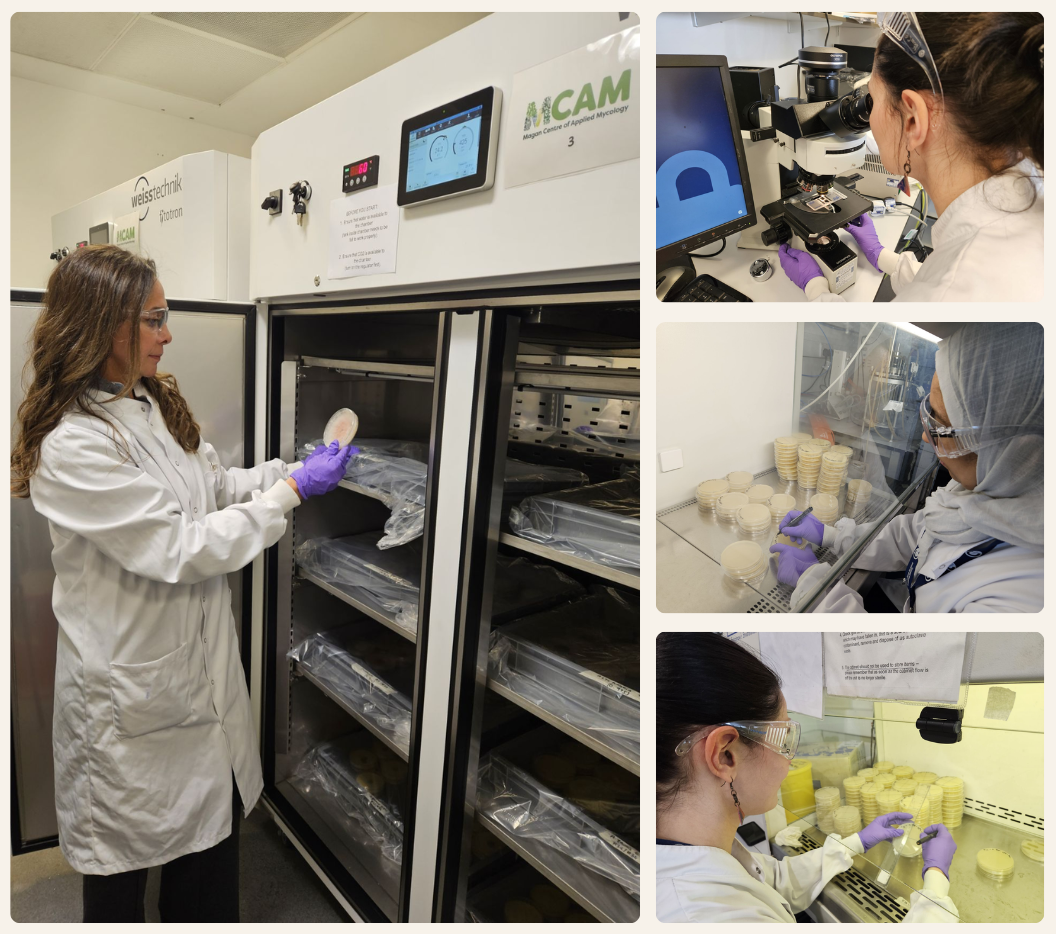 Analysing the impact of climate change related environmental factors on fungal ecology and physiology